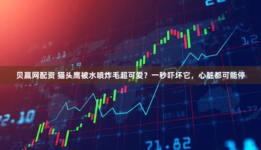 贝赢网配资 猫头鹰被水喷炸毛超可爱？一秒吓坏它，心脏都可能停